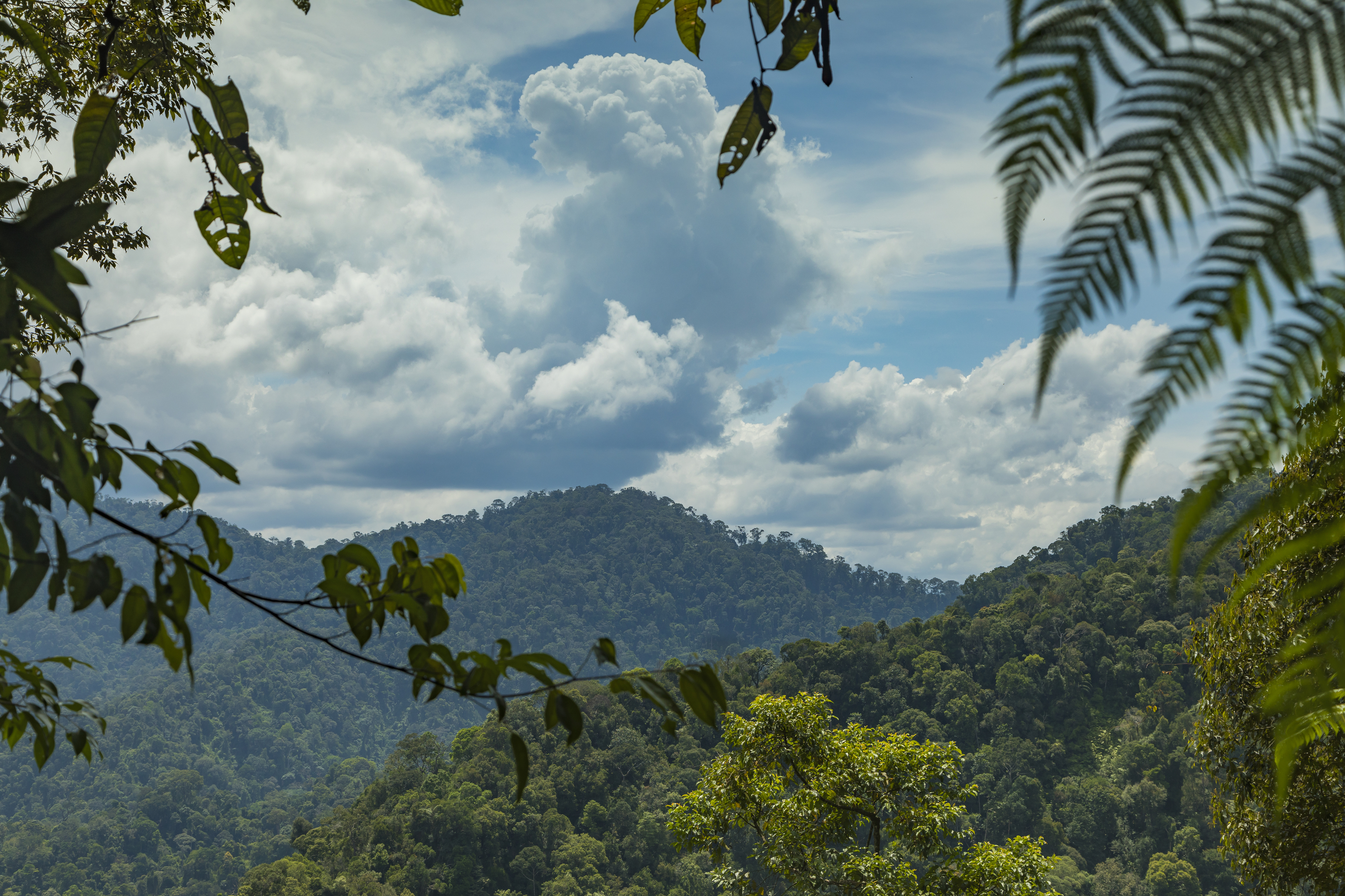 Leuser National Park rainforest