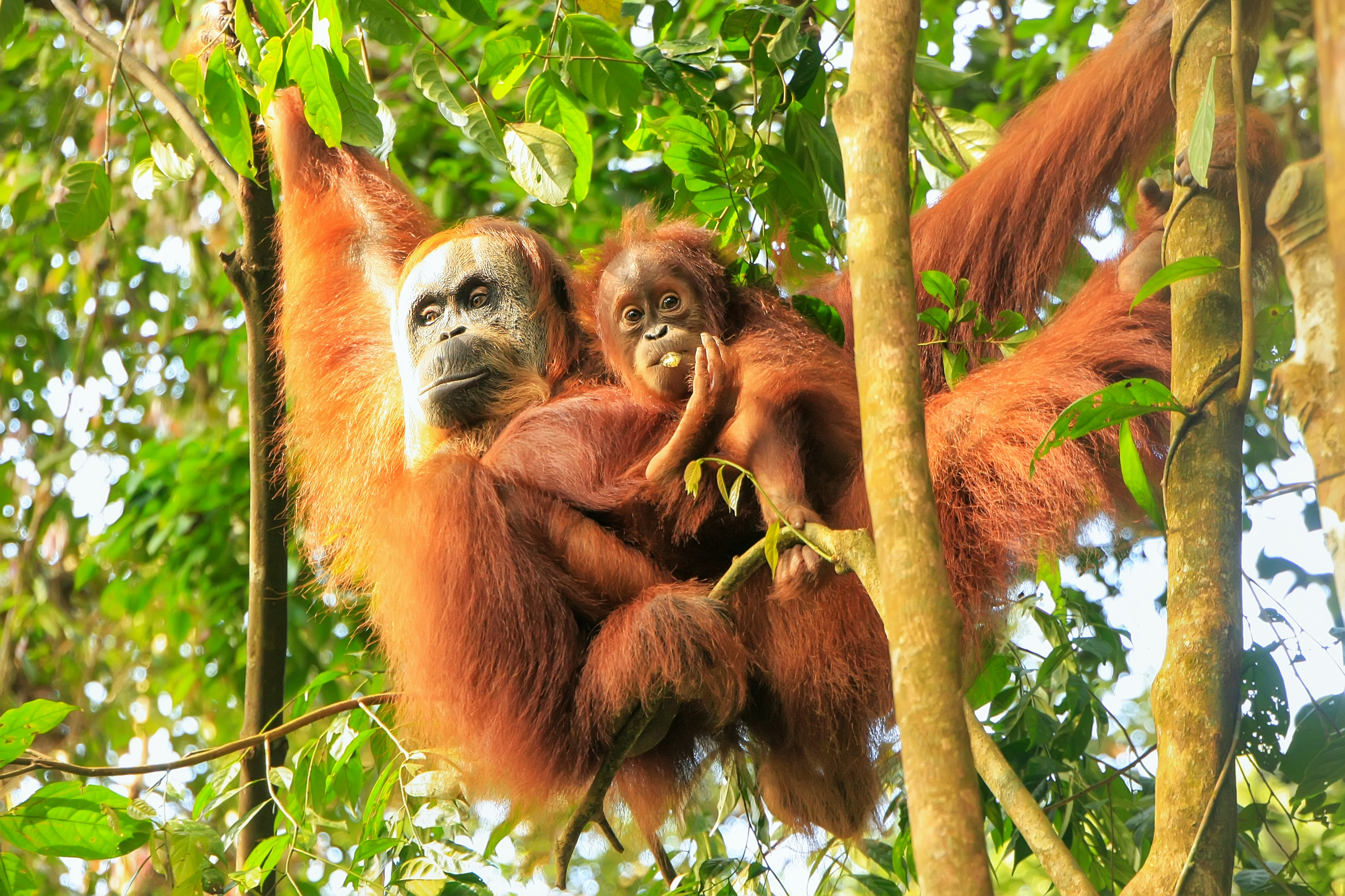 Female Sumatran orangutan with baby in Leuser National Park